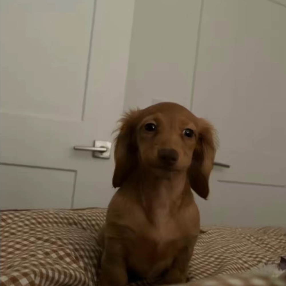 Meet your Posher, Juno